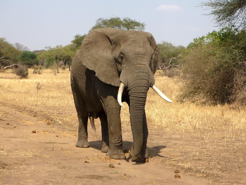 Elephant in the savannah