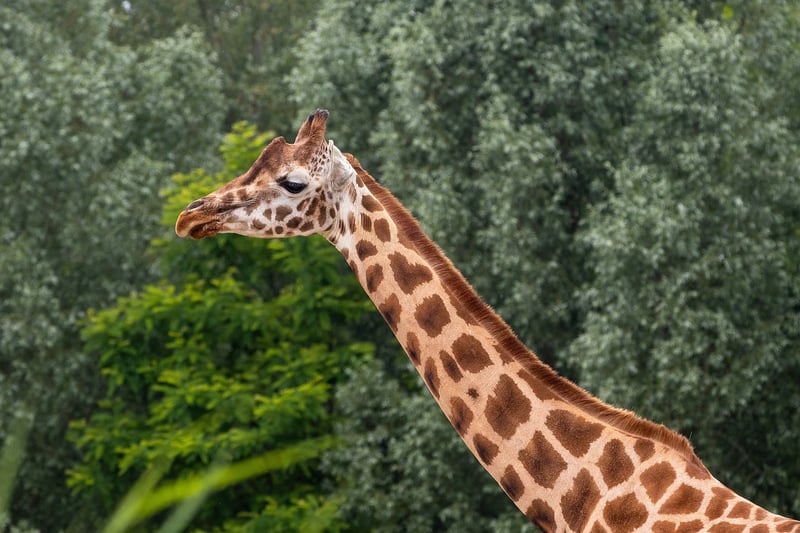 Giraffe in the wilderness