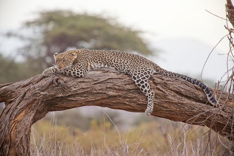 Lion in the wild